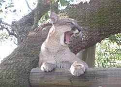 Photo of a Florida Panther